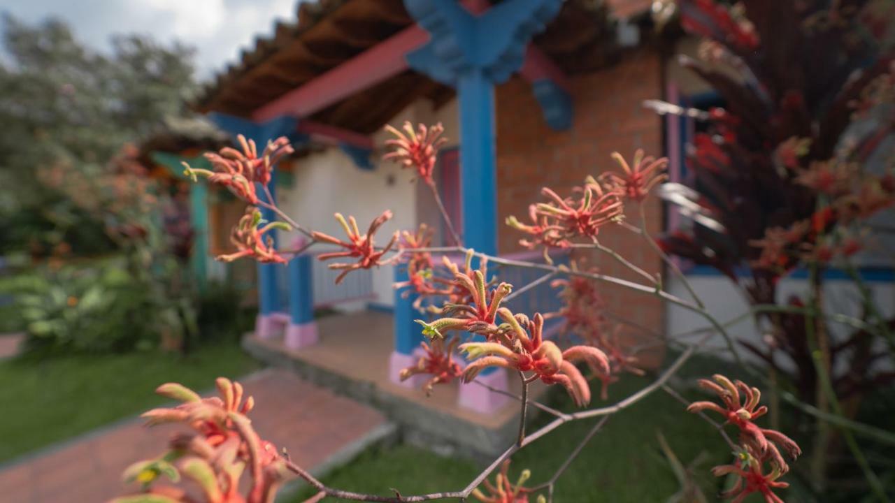 Готель Termales El Otono La Enea Екстер'єр фото An example of a kangaroo paw